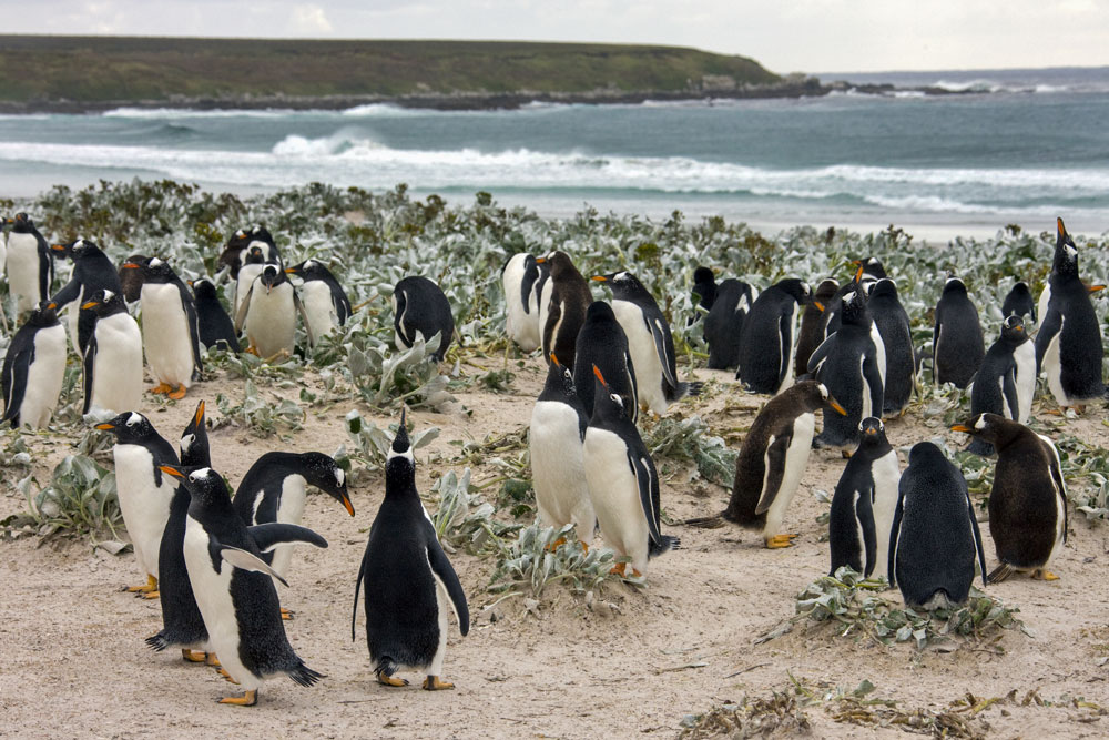 Gentoo penguin colony pygoscelis papua Falkland