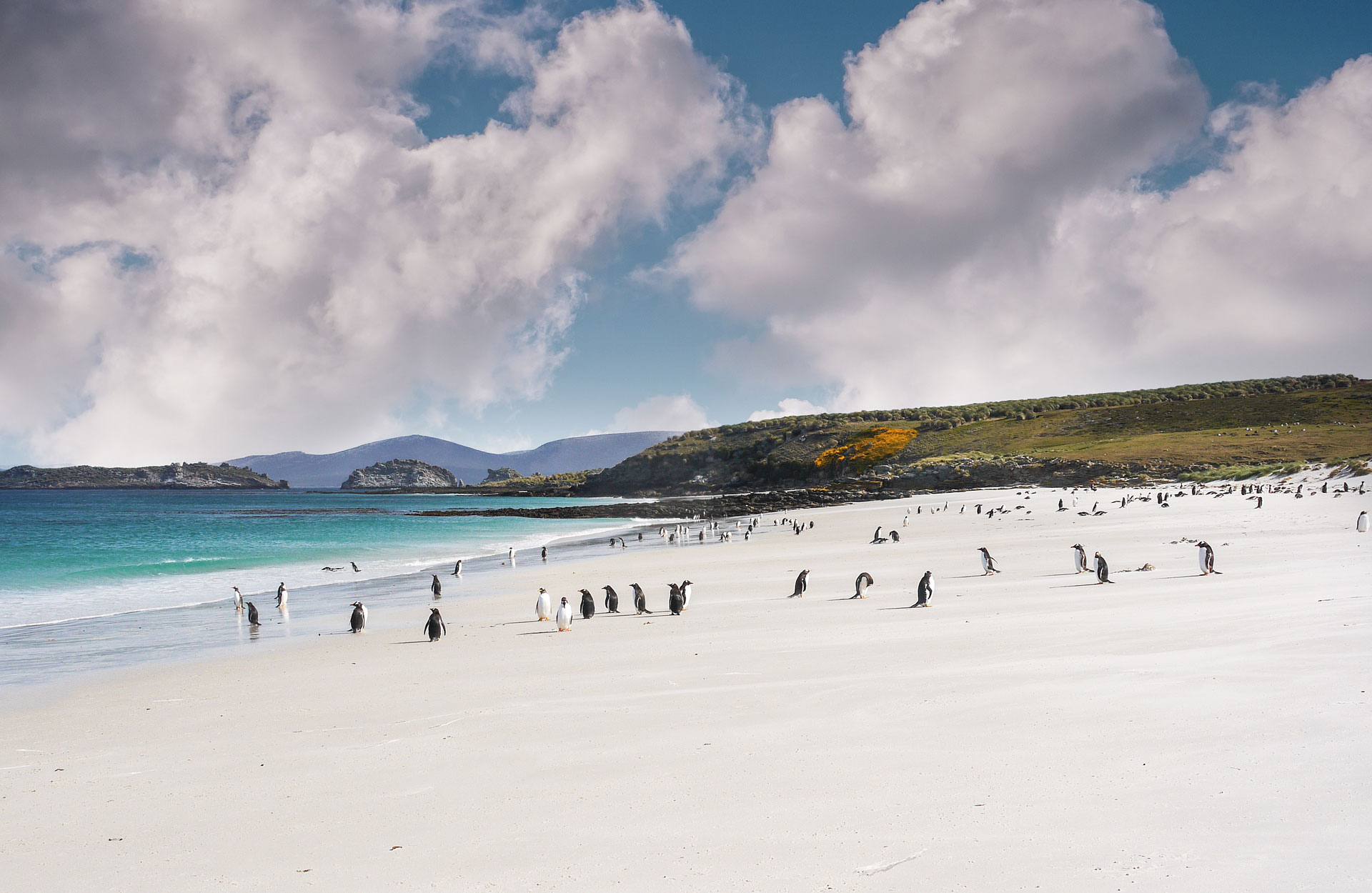 Gentoo penguins on a beach in the falkland islands